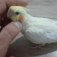 عروس هلندی|پرنده|اردبیل, |دیوار