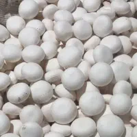 قارچ طلایی به قیمت عمده