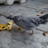 فروش دوتا خروس جوان دوتا مرغ جوان خوشگل