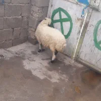 ۱راس بره ماده سالم وسرحال۷میلیون۵۰۰