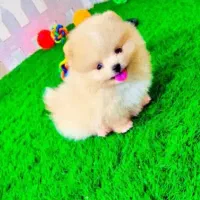 واگذاری پامرین عروسکی واکسن خوره همه رنگ|سگ|صدرا-فارس, فاز ۱|دیوار