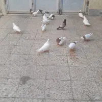کبوتر فروشی
