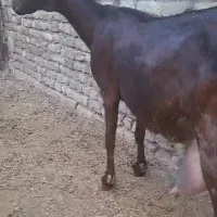 بز سانان دورگ شیرده