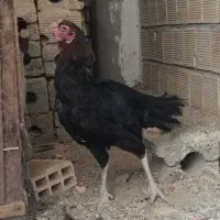 مرغ لاری