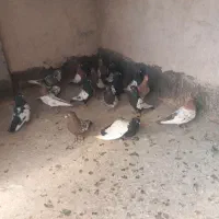 کبوتر سینه کله|پرنده|مشهد, وکیل‌آباد|دیوار