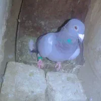 کفتر|پرنده|بیرجند, |دیوار