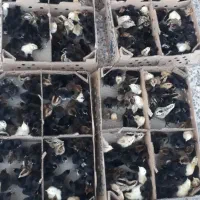 جوجه محلی نوذری دراهواز