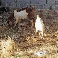 بزوکهره|حیوانات مزرعه|مرودشت, نقش رستم|دیوار