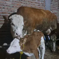 گاو سیمنتال|حیوانات مزرعه|تبریز, |دیوار