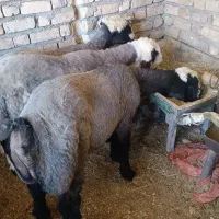 بره قوچی درجه یک|حیوانات مزرعه|همایجان, |دیوار