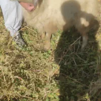 گوسفند|حیوانات مزرعه|صومای برادوست, |دیوار