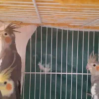 عروس هلندی سیامون بالغ ۶تا|پرنده|مشهد, شهرک لشکر (شهرک غرب)|دیوار