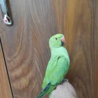 جوجه ملنگو۸ماهه رام رام