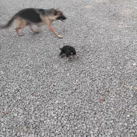 سگ وتوله سگ ماده ژرمن