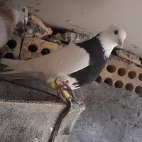 طوقی نر با جوجه