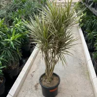 گل دراسینا چندشاخه بزرگ