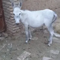 کره خر