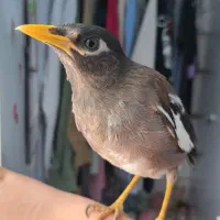 مرغ مینا با تمام وسایل