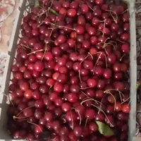 گیلاس مربایی