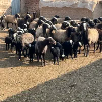 فروش نژاد اصیل شال