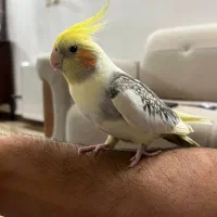 عروس هلندی نر سخنگو