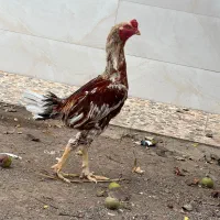 خروس و مرغ