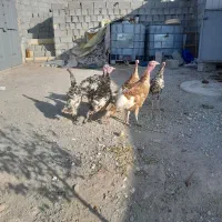 بوقلمون