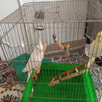 عروس هلندی آلبینو اصل