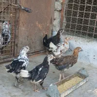 گلین در همه سنین.خروس گلپایگانی. مرغ.بوقلمون