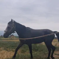 اسب نیلی|حیوانات|فومن, |دیوار