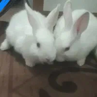 خرگوش