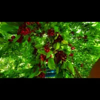 باغچه گیلاس کهریز