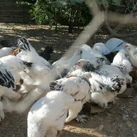 برهما لایت|حیوانات مزرعه|همایجان, |دیوار