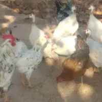 مرغ مصری سفید خالص و مرغ و خروس گلین‌اصل|حیوانات مزرعه|جلفا, |دیوار