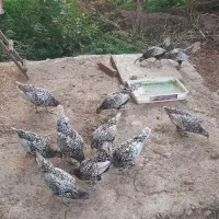 فروش سیبرایت سیلور