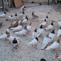 تعدادی کله دار آبی ورمز زرد وسرور|پرنده|میانه, |دیوار
