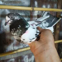 واگذا