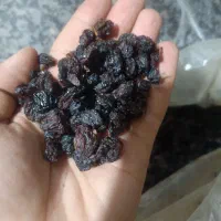 کشمش آفتابی|عمدهفروشی|قرچک, شهرک الحدید|دیوار