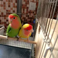 جفت کوتوله برزیلی مولد|پرنده|شیراز, دشت چنار|دیوار