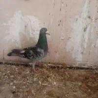 کبوتر فروشی