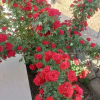 باغ ویلا با ویو عالی در تفرش،قم،تهران،اراک|فروش خانه و ویلا|تفرش, |دیوار
