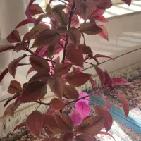 گل حسن ویوسف دومدل وموسی در گهواره وگل گندمی ابلق|گل و گیاه طبیعی|شیراز, دروازه قران|دیوار