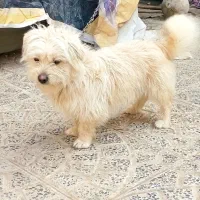 سگ پاکوتاه شیتزو