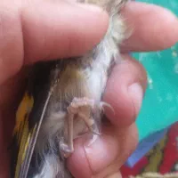 چهارعددجوجه سهره متولدقفس(تک فروشی ندارم)|پرنده|کرمانشاه, |دیوار