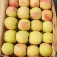 جویای کار در سیب چینی هستم