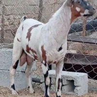 نری صلاله خطی|حیوانات مزرعه|خمیر, |دیوار
