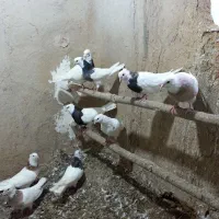 ﻛﻔﺘﺮ|پرنده|اسدآباد, |دیوار