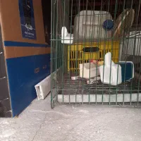 قفس پرنده|لوازم جانبی حیوانات|قم, باغ شریفی|دیوار