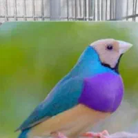 فنچ گلدین ماده آبی