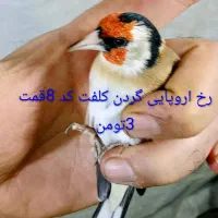 سهره